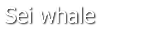 Sei whale
