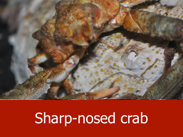 Sharp-nosed crab