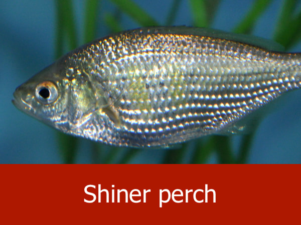 Shiner perch