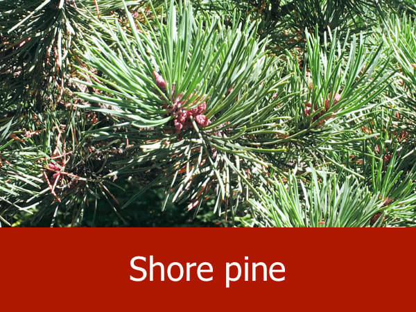 Shore pine
