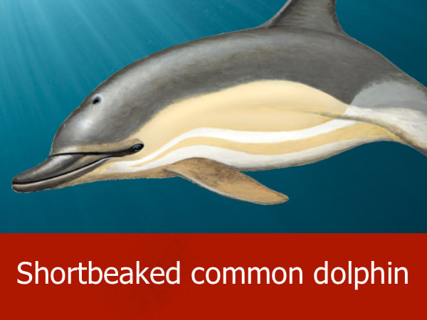 Shortbeaked common dolphin