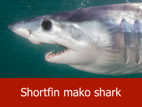 Short-fin mako shark