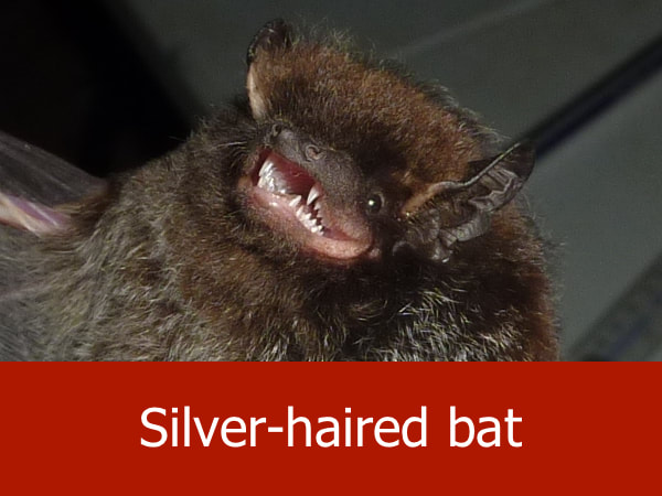 Silver-haired bat
