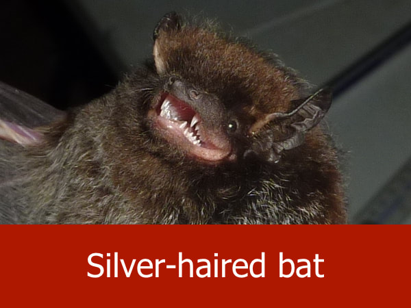 Silver haired bat