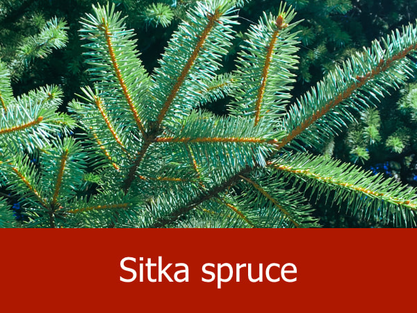 Sitka spruce