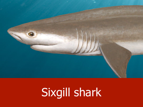 Sixgill shark