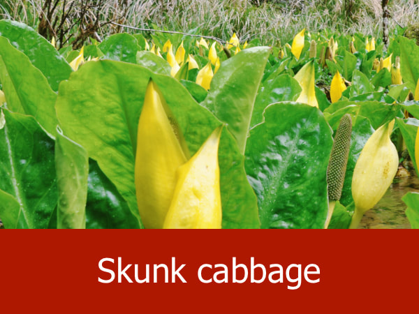 Skunk cabbage