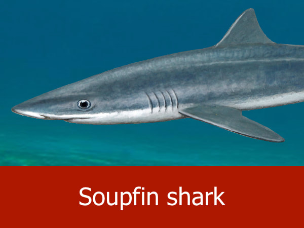 Soupfin shark