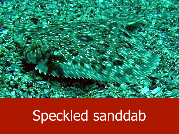 Speckled sanddab