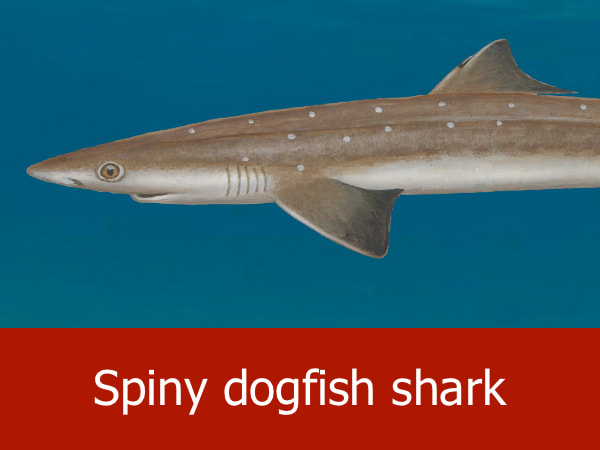 Spiny dogfish shark