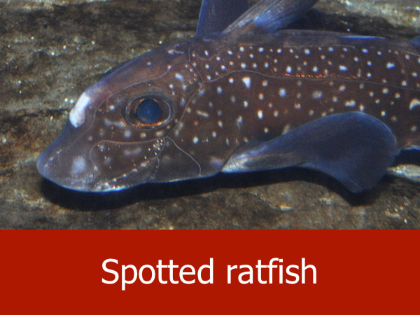 Spotted ratfish