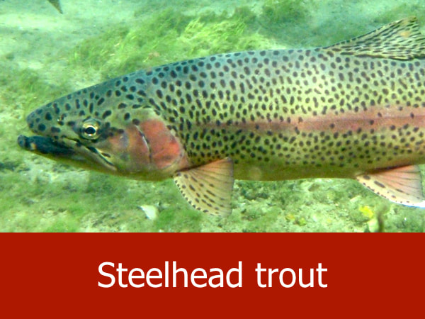 Steelhead trout