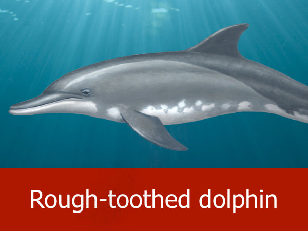 Roughtoothed dolphin