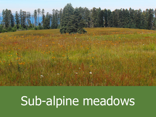 Sub-alpine Meadows