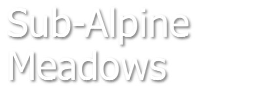 Sub-Alpine Meadows
