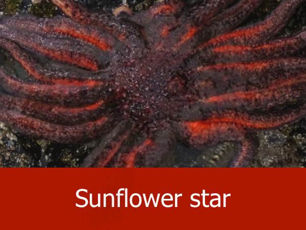 Sunflower star