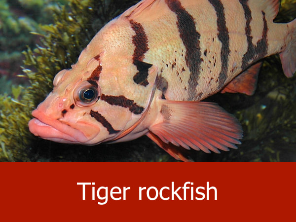 Tiger rockfish