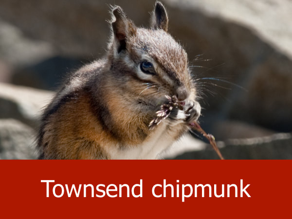 Townsend chipmunk