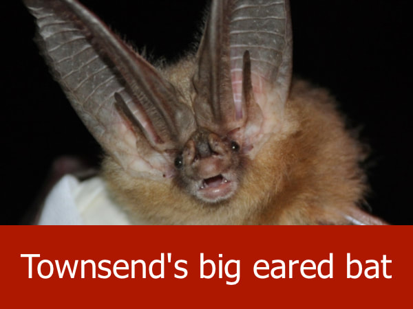 Townsend bigeared bat