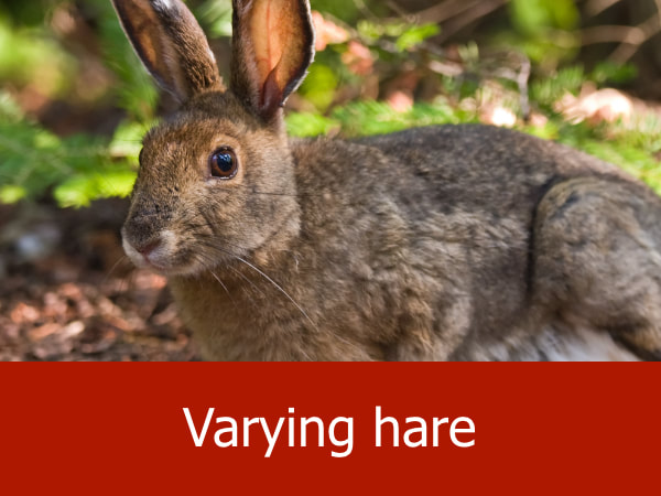 Varying hare