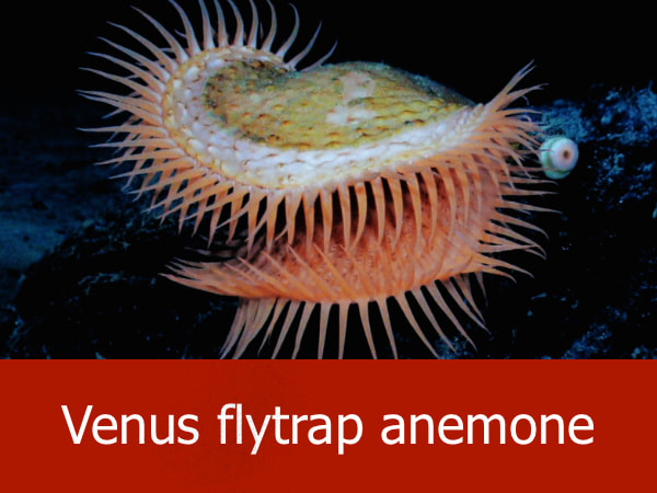 Venus flytrap anemone