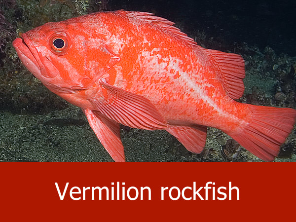 Vermilion rockfish