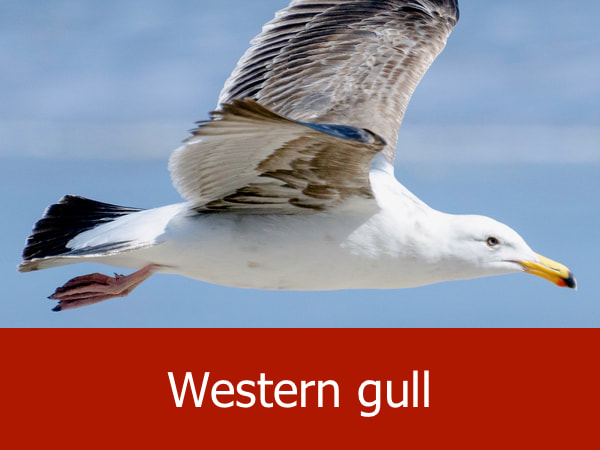 Western gull