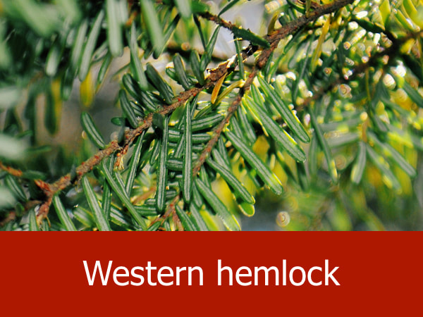 Western hemlock
