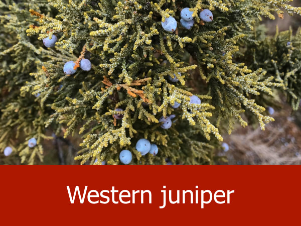 Western juniper