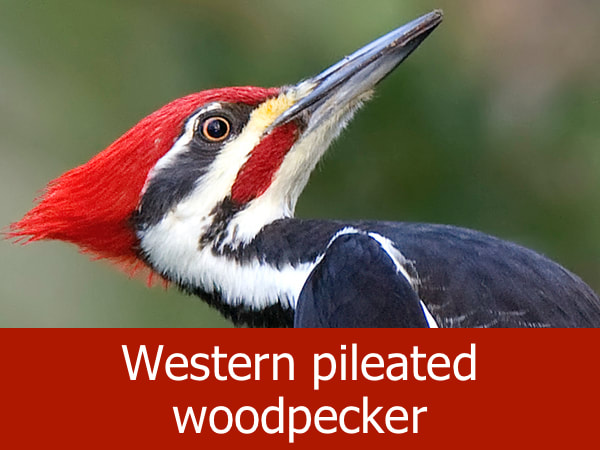 Western pileated woodpecker