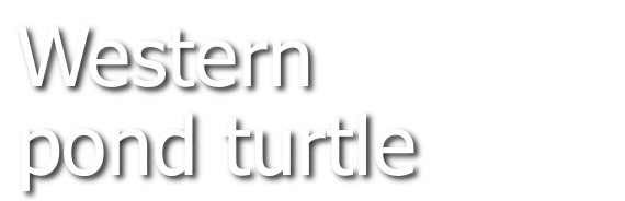 Western pond turtle