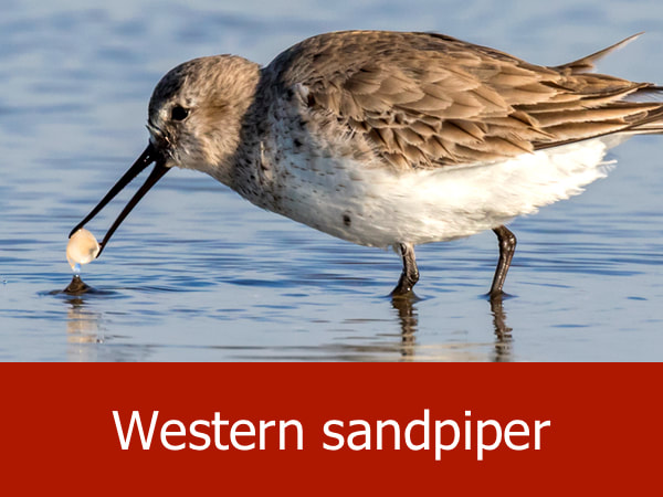 Western sandpiper