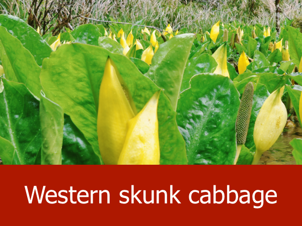 Western skunk cabbage