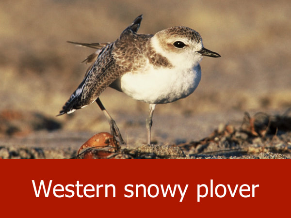 Western snowy plover