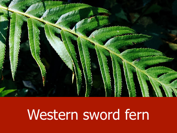 Western sword fern