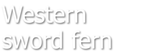 Western sword fern