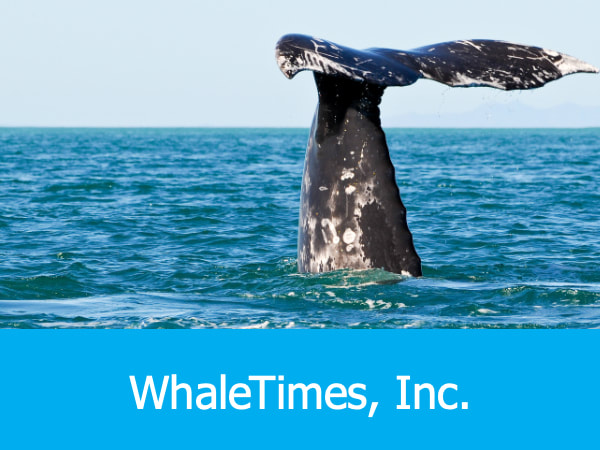 WhaleTimes Inc