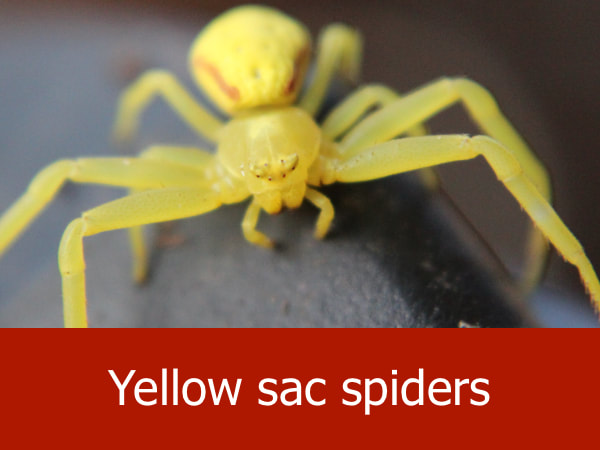 Yellow sac spiders