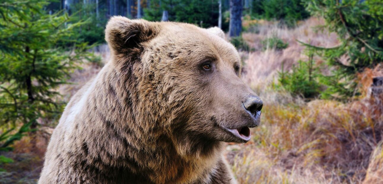 Grizzlies and the Oregon Coast: Wildlife Memory and Present Absence